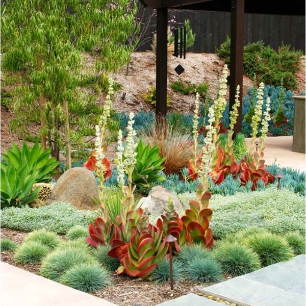 Drought tolerant landscape succulents mondo grass #droughttolerant #landscaping #garden #decorhomeideas