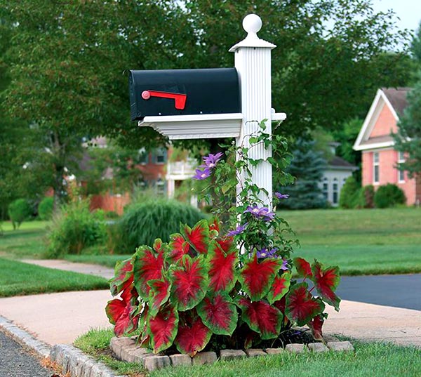 Flower bed around mailbox with Caladiums #flowerbed #mailbox #garden #curbappeal #flowers #decorhomeideas