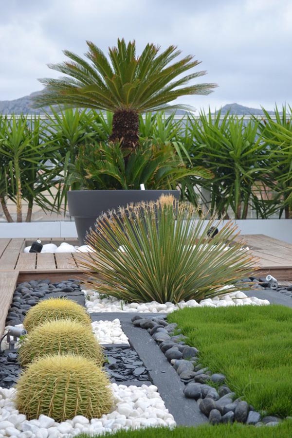 Cactus succulent garden landscaping #garden #landscaping #gardenideas #decorhomeideas