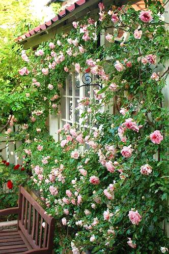 Cottage garden climbing roses layout #cottagegarden #cottage #garden #landscaping #backyard #flowers #decorhomeideas