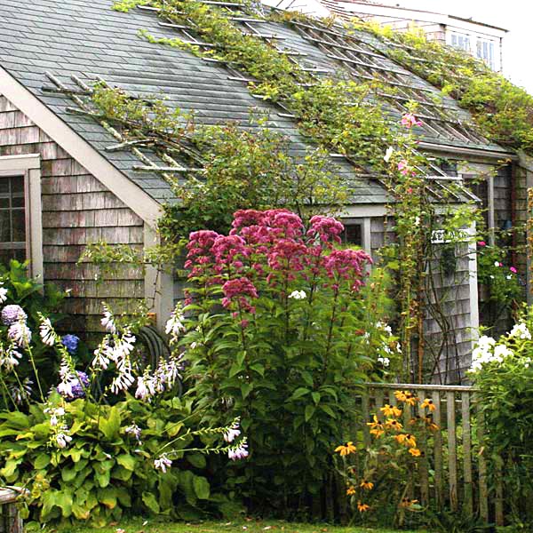 Cottage garden climbing roses #cottagegarden #cottage #garden #landscaping #backyard #flowers #decorhomeideas