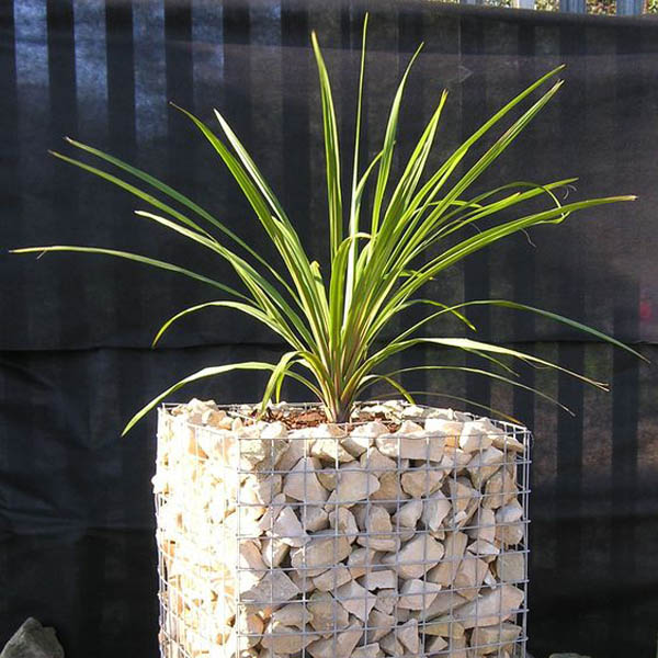 Gabion planter cage with rocks #gabion #gabionplanter #flowerplanter #gardenideas #decorhomeideas