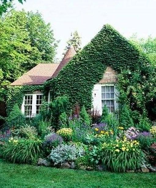 Lush green cottage garden #cottagegarden #cottage #garden #landscaping #backyard #flowers #decorhomeideas