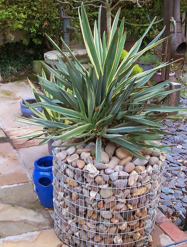 Round gabion planter #gabion #gabionplanter #flowerplanter #gardenideas #decorhomeideas