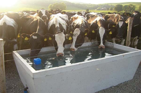 Water trough