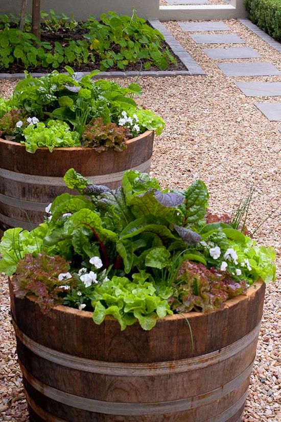 Wine barrel vegetable garden #diy #winebarrel #flowerplanter #repurpose #decorhomeideas