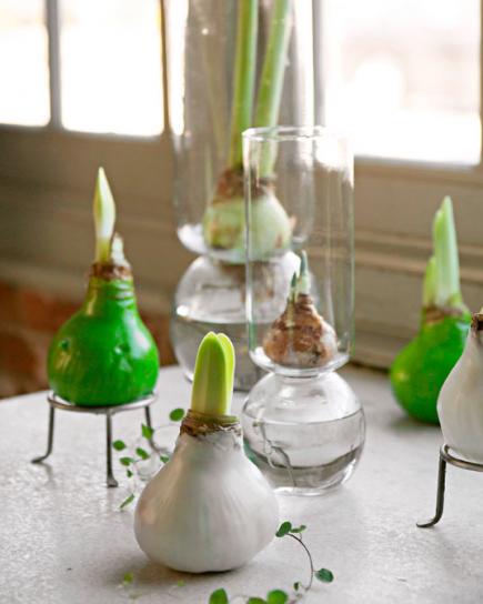 Amaryllis bulbs #Christmas #Christmasdecor #nature #natural #natureinspired #decorhomeideas