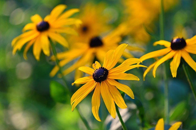 Black Eyed Susan Flower #blackeyedsusan #yellowflower #decorhomeideas