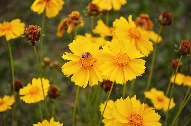 Coreopsis Yellow Flower #coreopsis #yellowflower #decorhomeideas