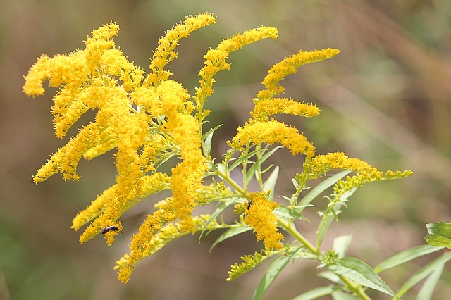 Golden Rod #goldenrod #yellowflower #decorhomeideas