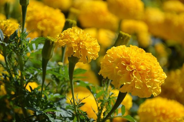 Marigold yellow flower #marigold #yellowflower #yellowmarigold #decorhomeideas