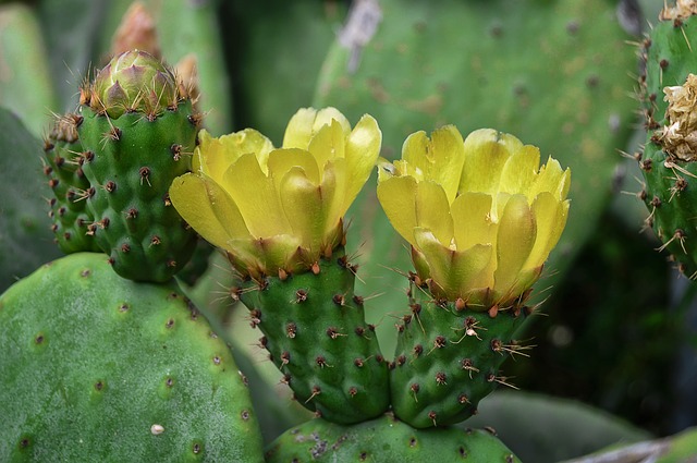 Prickly Pear With Yellow #pricklypear #yellowflower #decorhomeideas