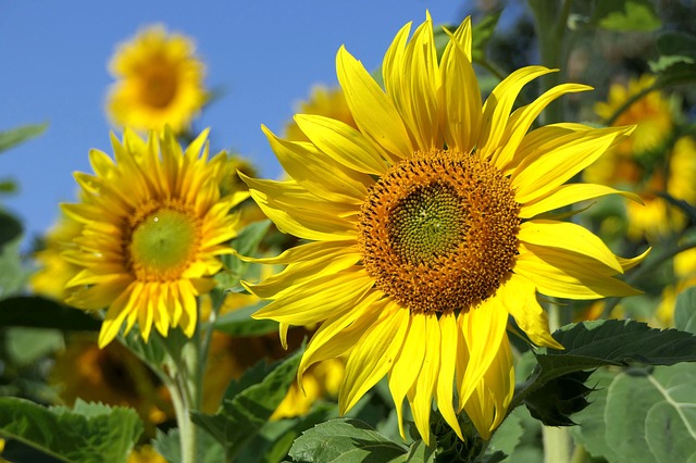 Gorgeous sunflower blooms in #sunflower #yellowflower #flowers #garden #decorhomeideas