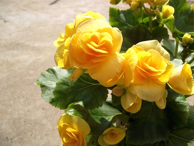 Yellow Begonia Flower #yellowbegonia #begonia #yellowflowers #flowers #decorhomeideas