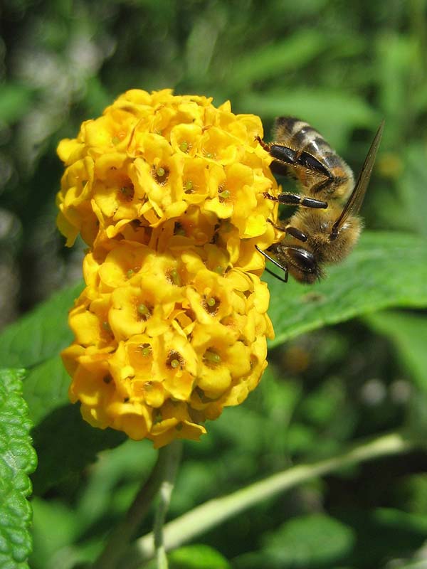 Yellow Butterfly Bush #yellowbutterflybush #butterflybush #yellowflower #decorhomeideas