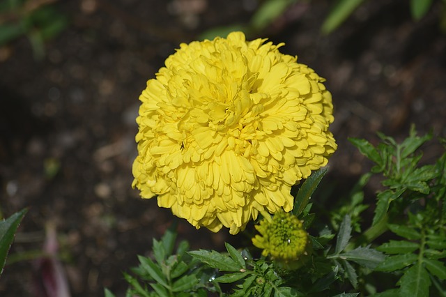 Yellow Carnation Flower #yellowcarnation #carnation #yellowflower #decorhomeideas