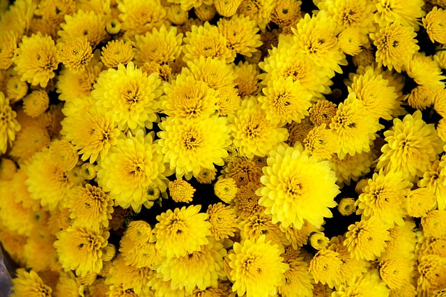 Beautiful Yellow Chrysanthemum #yellowchrysanthemum #chrysanthemum #yellowflowers #flowers #decorhomeideas