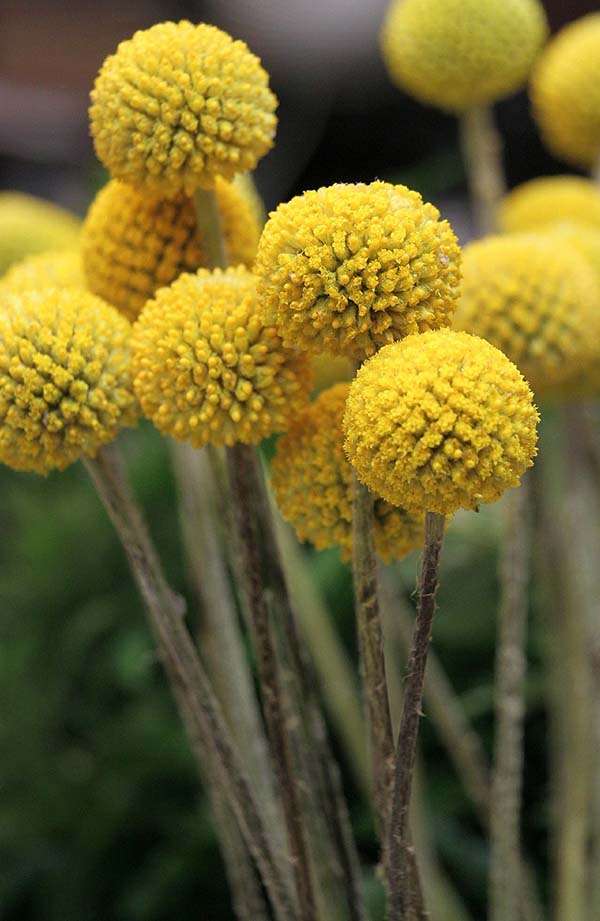 Yellow Craspedia #craspedia #billyballs #yellowflower #decorhomeideas