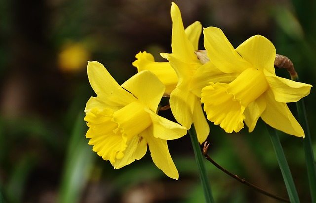 Yellow Daffodil #yellowdaffodil #daffodil #yellowflower #decorhomeideas