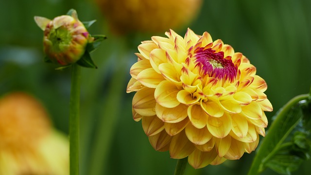 Yellow Dahlia #yellowdahlia #dahlia #yellowflower #decorhomeideas