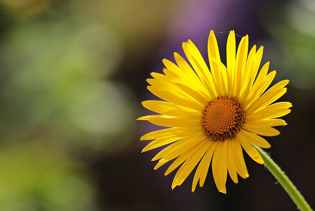 Yellow Daisy #yellowdaisy #daisy #yellowflower #decorhomeideas