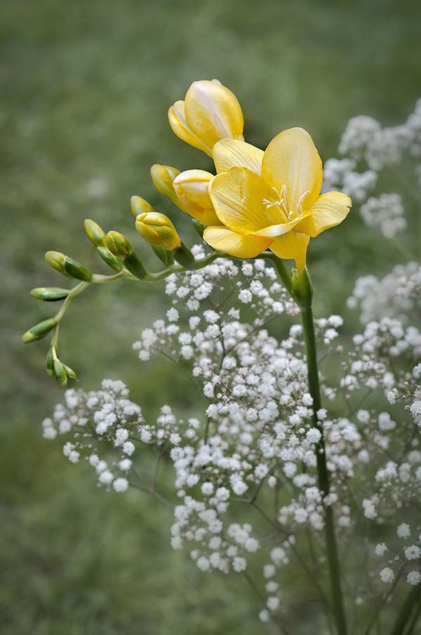 Yellow Freesia #yellowfreesia #freesia #yellowflower #decorhomeideas