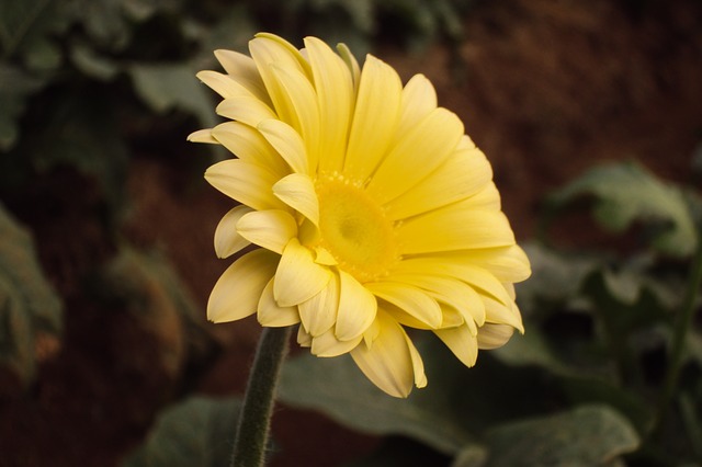 Yellow Gerbera #yellowgerbera #gerbera #yellowflower #decorhomeideas
