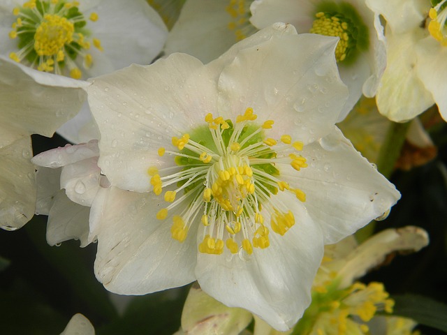 Yellow Hellebores #yellowhellebores #hellebores #yellowflower #decorhomeideas