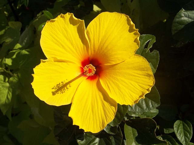 Yellow Hibiscus #yellowhibiscus #hibiscus #yellowflower #decorhomeideas