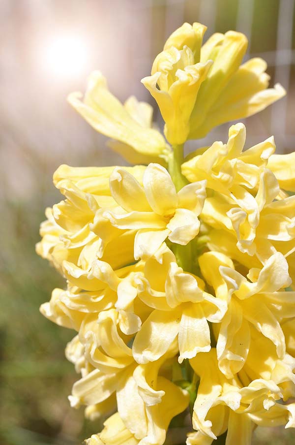 Yellow Hyacinth #yellowhyacinth #hyacinth #yellowflower #decorhomeideas