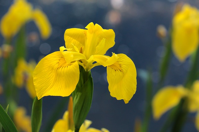 Yellow Iris #yellowiris #iris #yellowflower #decorhomeideas