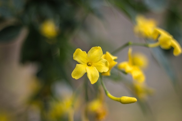 Yellow Jasmine #yellowjasmine #jasmine #yellowflower #decorhomeideas