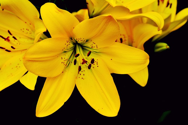 Yellow Lily #yellowlily #lily #yellowflower #decorhomeideas