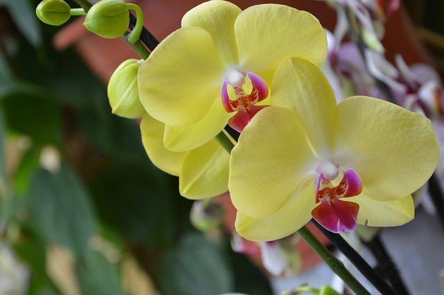 Yellow Orchid #yelloworchid #orchid #yellowflower #decorhomeideas