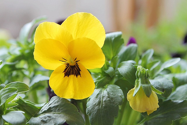 Yellow Pansy Flower #yellowpansy #pansy #yellowflowers #decorhomeideas