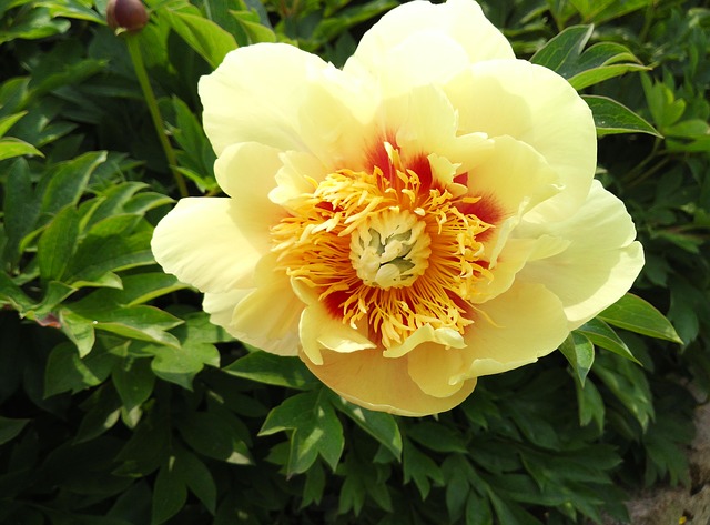 Yellow Peonies #yellowpeonies #peonies #yellowflower #decorhomeideas