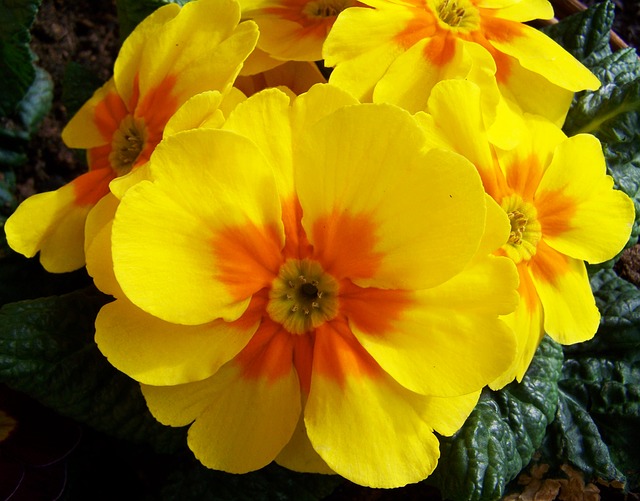 Yellow Primrose #yellowprimrose #primrose #yellowflower #decorhomeideas