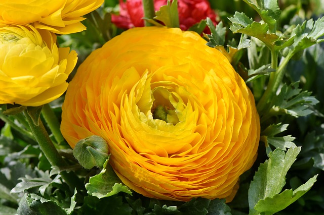 Yellow Ranunculus #yellowranunculus #ranunculus #yellowflower #decorhomeideas