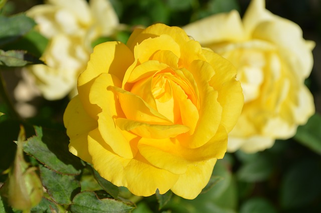 Beautiful yellow rose in full blossom #yellowrose #yellowflowers #rose #flowers #decorhomeidas