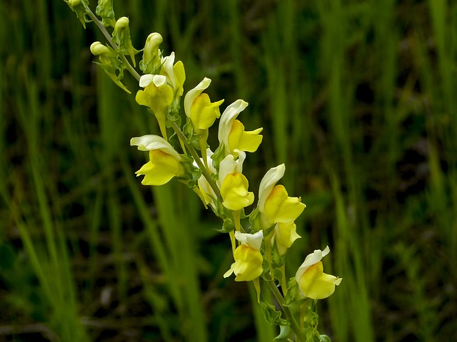 Yellow Snapdragon #yellowsnapdragon #snapdragon #yellowflower #decorhomeideas