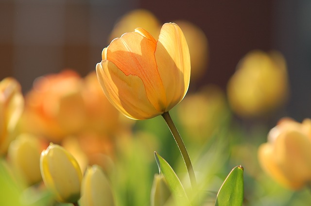 Yellow Tulip #yellowtulip #tulip #yellowflower #decorhomeideas