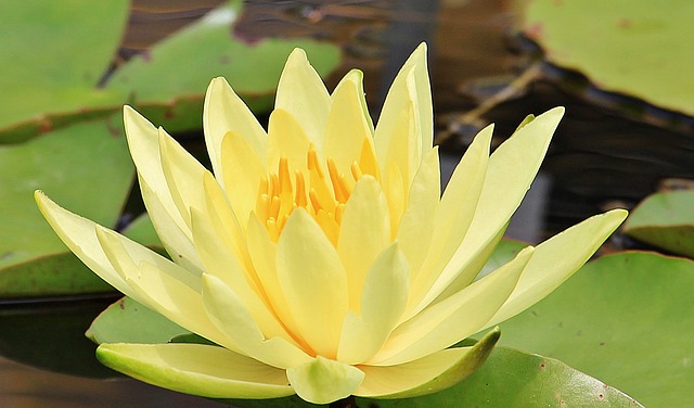 Yellow Water Lily #yellowwaterlily #waterlily #yellowflower #decorhomeideas