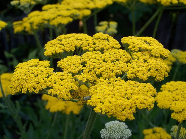 Yellow Yarrow #yellowyarrow #yarrow #yellowflower #decorhomeideas