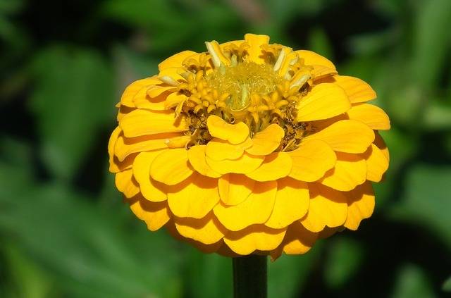 Yellow Zinnia #yellowzinnia #zinnia #yellowflower #decorhomeideas