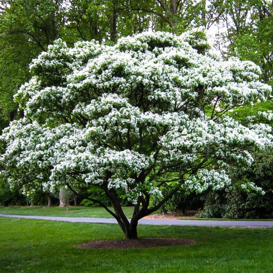 American Fringe Tree #spring #trees #springtrees #garden #decorhomeideas