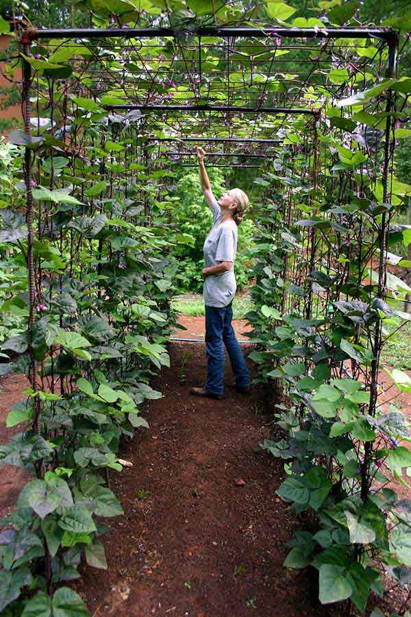 Bean Tunnel