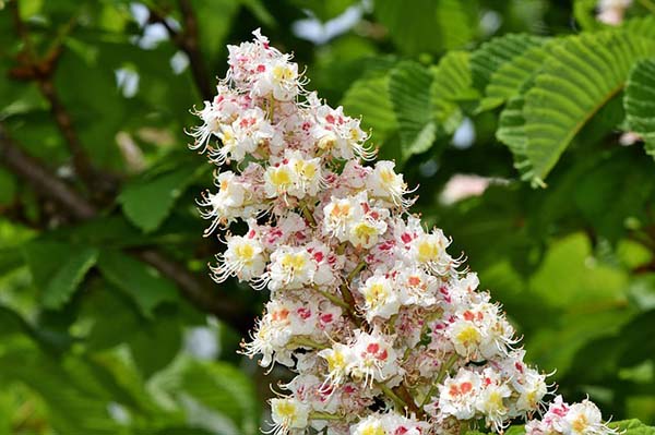 Blossom Chestnut #spring #trees #springtrees #garden #decorhomeideas