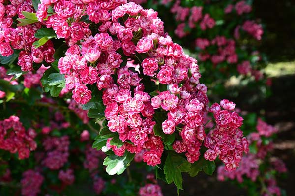 Cherry Blossom Tree #spring #trees #springtrees #garden #decorhomeideas