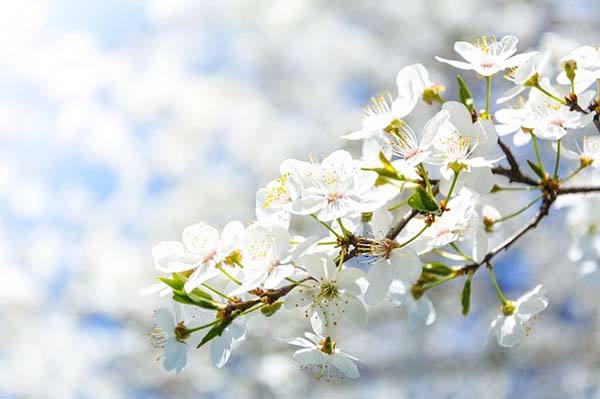 Crabapple Spring Tree #spring #trees #springtrees #garden #decorhomeideas