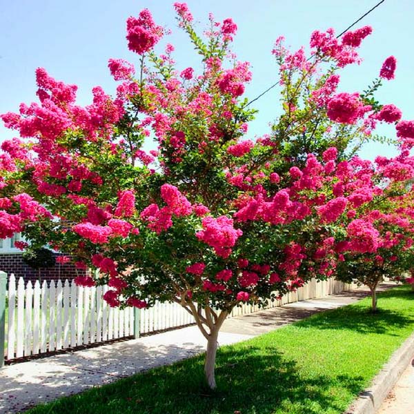 Crepe Myrtle Spring Tree #spring #trees #springtrees #garden #decorhomeideas